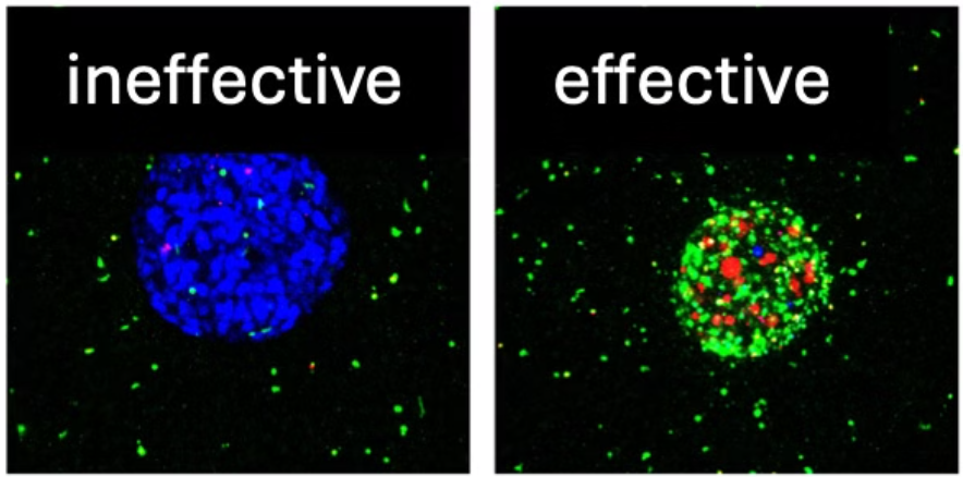 1729587706 399 Researchers use 3D printing technology to print tumors to advance