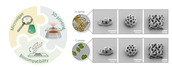 1729627088 896 Microalgae and 3D printing a win win combination for the medicine