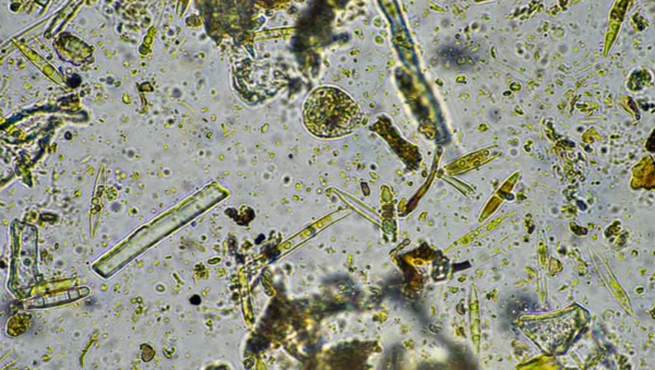 Microalgae and 3D printing a win win combination for the medicine