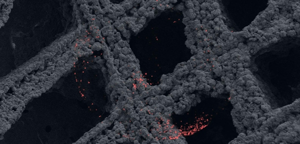 1732500550 71 10 foreign 3D printing startups worth paying attention to in