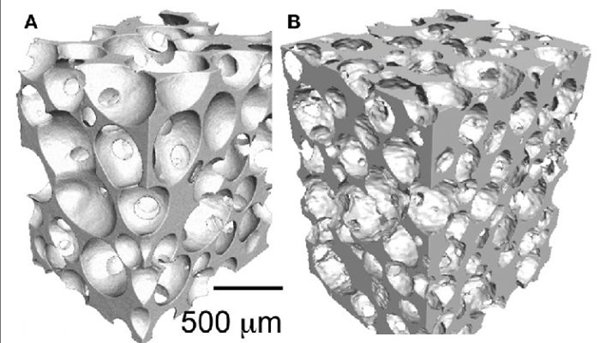 1732511979 879 3D Printed Antibacterial Scaffolds For Bone Tissue Engineering 1732511979 879 3D printed antibacterial scaffolds for bone tissue engineering