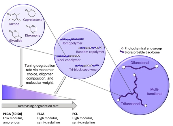 1733050165 104 Carbon 3D prints resorbable bioelastomer that shows biocompatibility in the