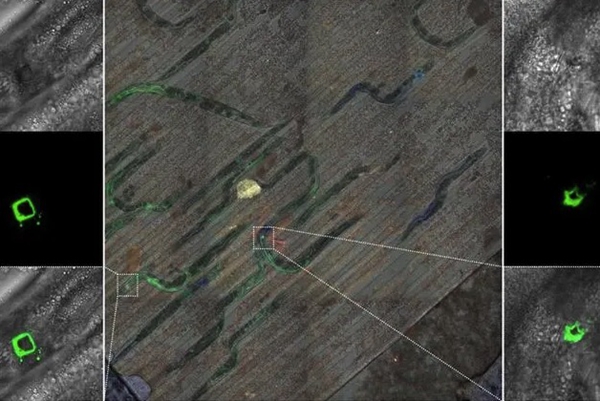 3D printing creates circuits in nematodes for the first time