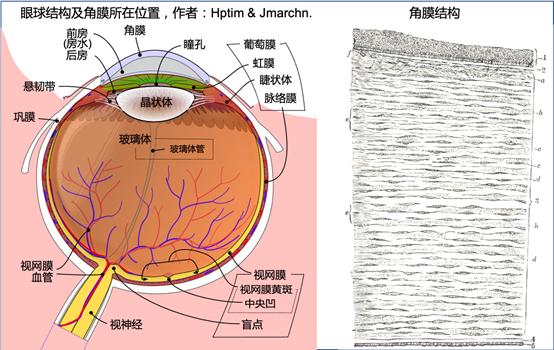 1733430063 672 Bio 3D printed myocardial tissue can survive outside the body for