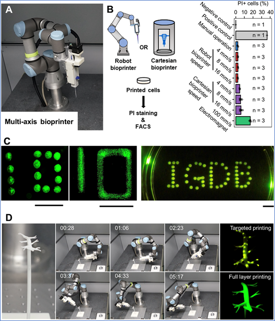1733430064 725 Bio 3D printed myocardial tissue can survive outside the body for