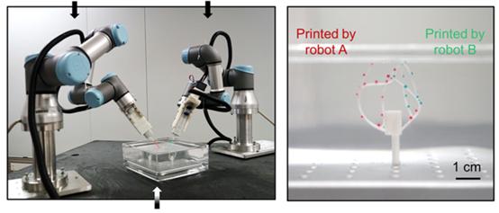 bio 3d printed myocardial tissue can survive outside the body for