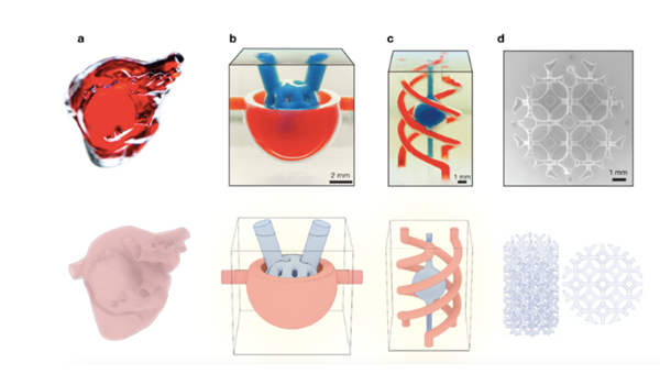 1733672826 296 Dynamic interface printing new 3D bioprinting technology faster and more