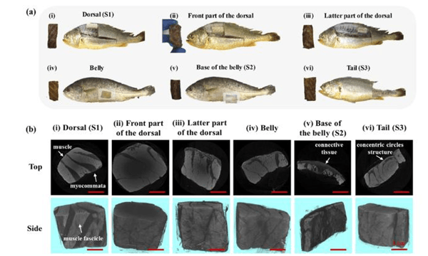 3d printed fish fabric, a success in the country