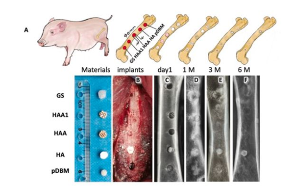 1734803533 298 Researchers 3D print coral inspired bone graft