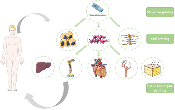 Bio 3D printed myocardial tissue can survive outside the body for