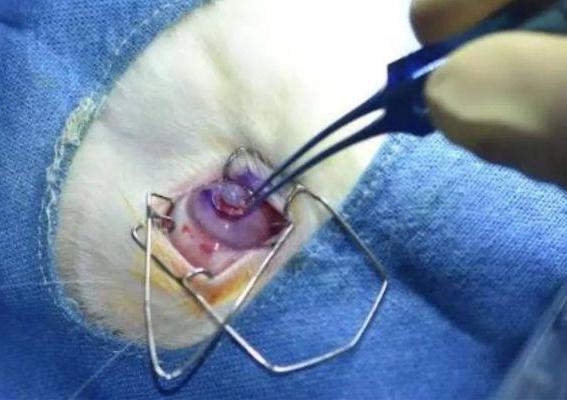 breakthrough The first 3D printed cornea has been successfully tested