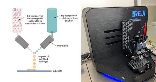 Bio-surface 3D of cancer and arthritis: reji technology accelerates the development of drugs